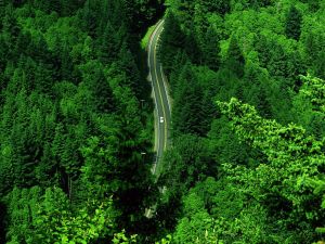 Road between green trees