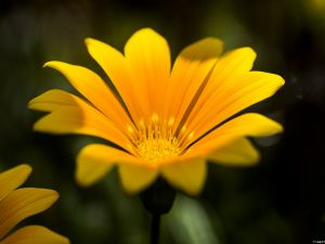A yellow flower very pretty