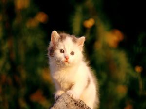 Kitten on a stone