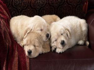 Dogs asleep on the couch
