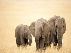 Three elephants