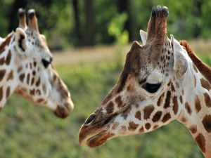 Heads of two giraffes