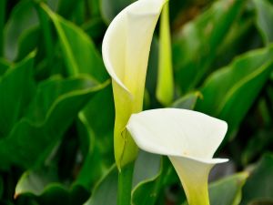 Plants of white calla lilies