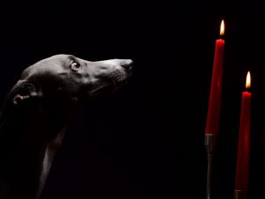 Dog looking the candles