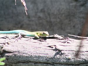 Lizard on trunk