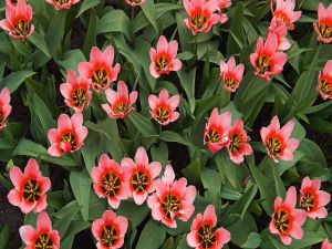 Plantation of pink tulips