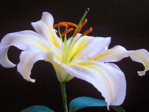 White oriental lily
