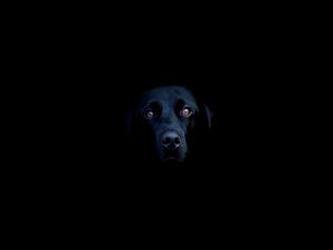 A black dog in the dark