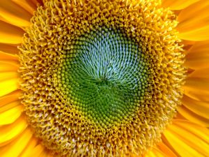 The center of a sunflower