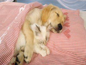 Dog sleeping with a cat