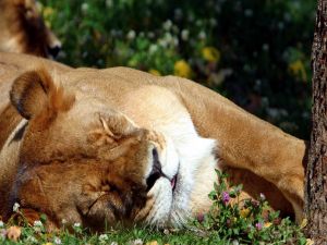 Lioness asleep