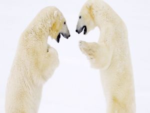 Two polar bears