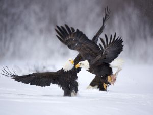 Eagles fishing in the ice