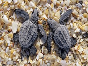 Two small turtles