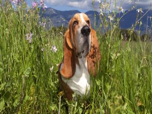 Dog among wildflowers