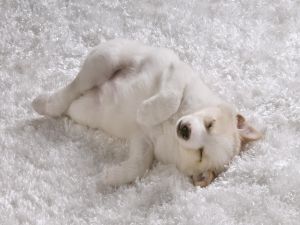 Dog sleeping on a white carpet