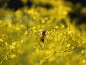 Bee over yellow flowers