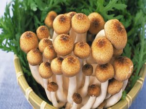 Mushrooms and arugula
