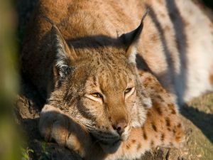 Lynx sleepy