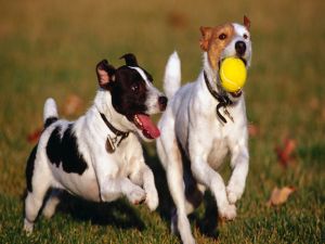 Dogs playing with a ball