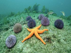 Starfish with sea urchins