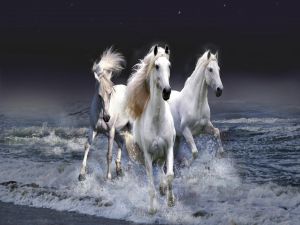 White horses on the beach