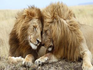 Friendship between lions