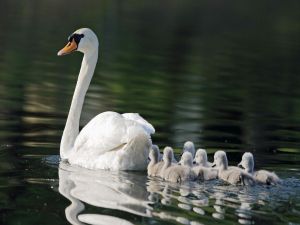 Swan with chicks on the lake