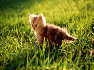 Kitten in the grass