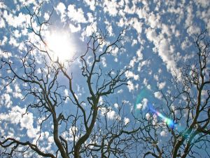 Bare trees under a sky with sun and clouds