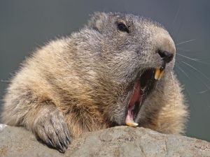 The mouth of a beaver