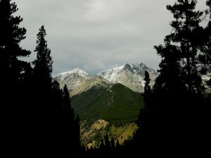 Mountains and pines