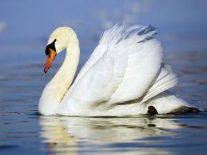 Swan with drops of water in the head