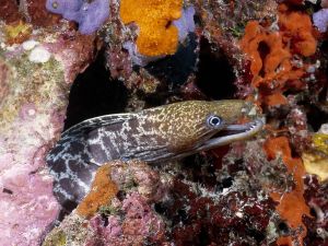 Moray eel in a marine rock hole