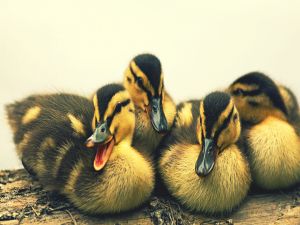 Ducklings with yellow and black plumage