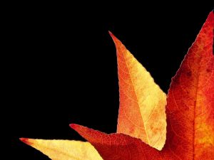 Autumn leaves on a black background