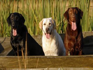 Three dogs with tongue out