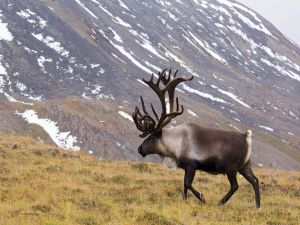 Lone reindeer in the mountain