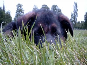 A dog hiding in the grass
