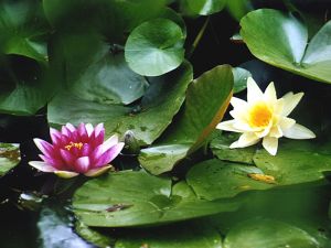 Flowers and lily pads