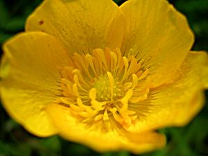Yellow flower with rounded petals
