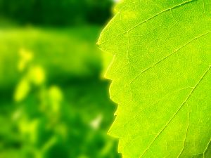 Green leaf receiving sunlight