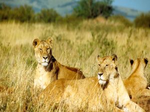 Lionesses resting