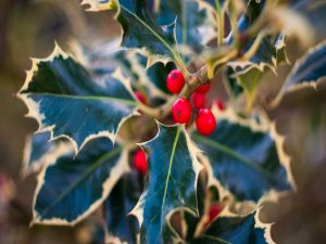 Holly leaves and its berries