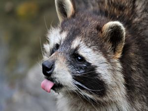 Raccoon with tongue out