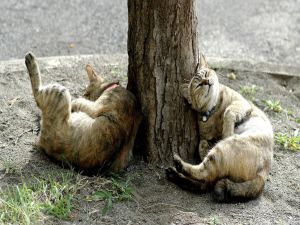 Two cats sleeping under the tree