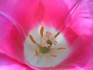 The inside of a pink flower