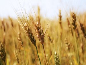 Wheat evolving