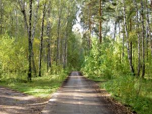 Road through nature