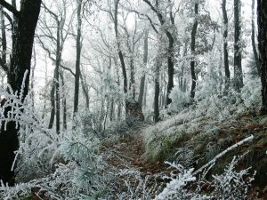 The frozen forest